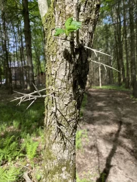 Black locust or honey locust