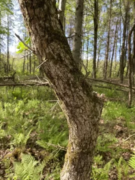 Black locust or honey locust