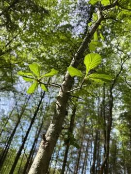 Black locust or honey locust