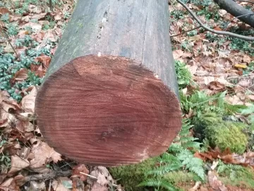 [Hearth.com] Massive red elm down.