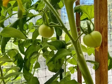 first-tomatoes.jpg