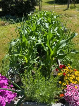 Garden 2x6 Raised bed rotted and fell over after 30 years