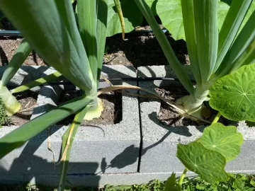 Garden 2x6 Raised bed rotted and fell over after 30 years