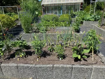 Garden 2x6 Raised bed rotted and fell over after 30 years