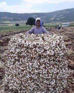 garlic harvest.jpg