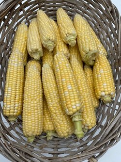 corn harvest.jpg