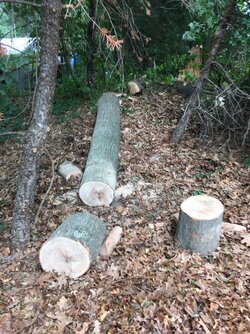 Drying oak rounds (12"-20" diameter)
