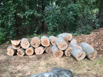 Drying oak rounds (12"-20" diameter)