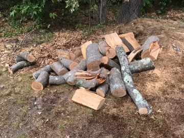 Drying oak rounds (12"-20" diameter)