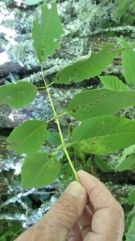 Ash tree leaves.jpg