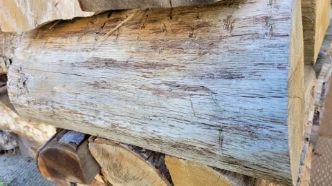 Wood ID on a split