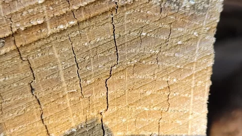 Wood ID on a split