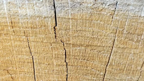 Wood ID on a split