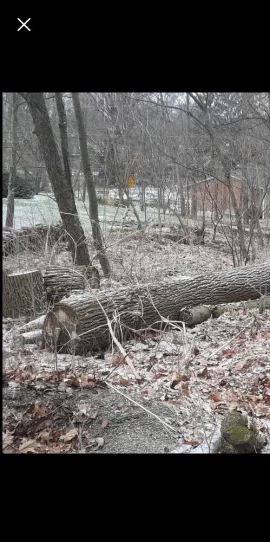 Wood ID help