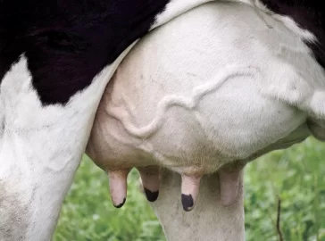 udder.jpg