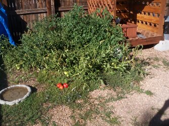 distance setting for tomatoes 001.JPG