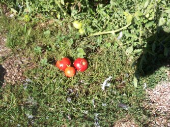 distance setting for tomatoes 002.JPG