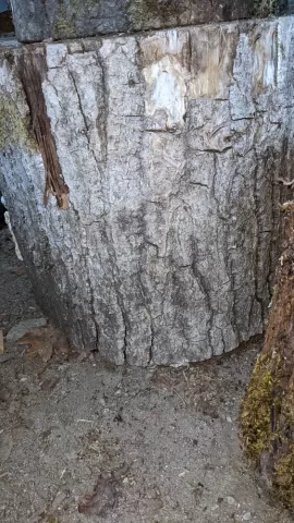 [Hearth.com] Another wood ID!