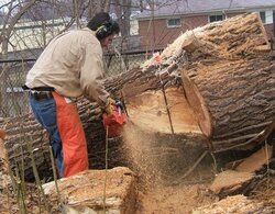 Bucking up large logs