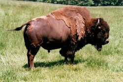 bison01.jpg