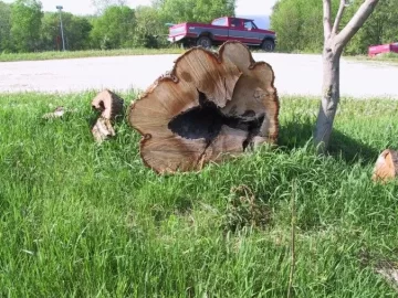 [Hearth.com] Wood