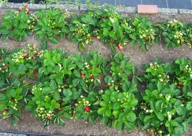[Hearth.com] Strawberries in August