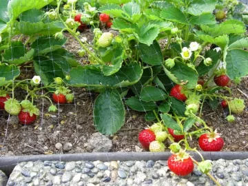 [Hearth.com] Strawberries in August