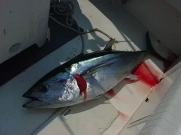 [Hearth.com] Fishing pics - Bluefin Tuna