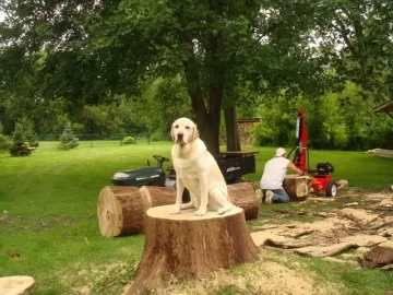 [Hearth.com] Post your dog pics!