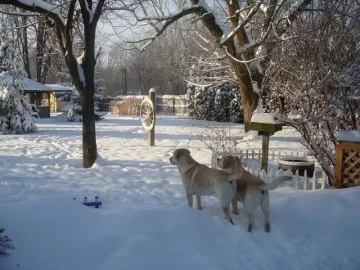 [Hearth.com] Post your dog pics!