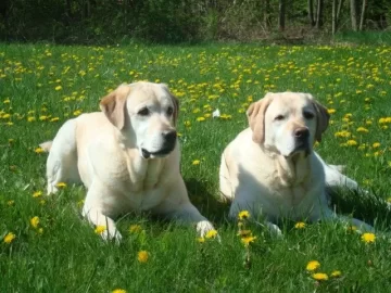 [Hearth.com] Post your dog pics!