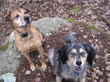 [Hearth.com] Post your dog pics!