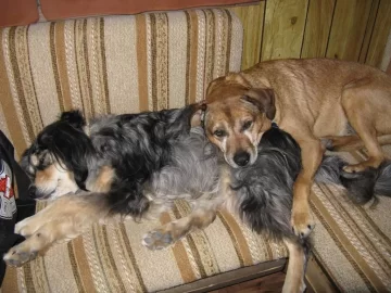 [Hearth.com] Post your dog pics!