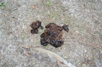 [Hearth.com] Anybody know what bear scat looks like?
