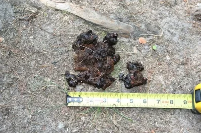 [Hearth.com] Anybody know what bear scat looks like?
