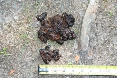 [Hearth.com] Anybody know what bear scat looks like?