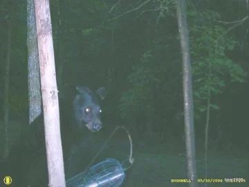 [Hearth.com] Anybody know what bear scat looks like?