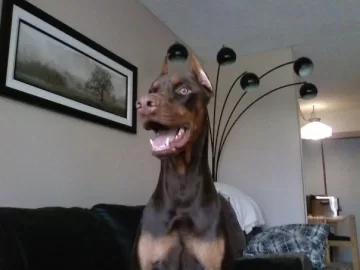 [Hearth.com] Post your dog pics!