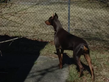 [Hearth.com] Post your dog pics!