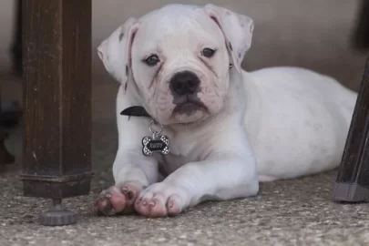 [Hearth.com] Post your dog pics!