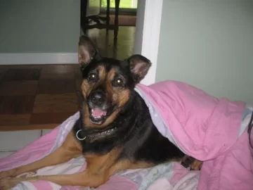 [Hearth.com] Post your dog pics!