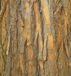 Osage-Orange-bark.jpeg