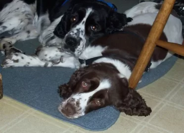 [Hearth.com] Post your dog pics!
