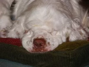 [Hearth.com] Post your dog pics!