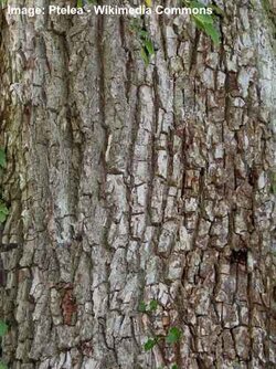 Field-elm-bark.jpg