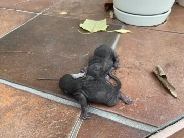 [Hearth.com] Clean your chimney!