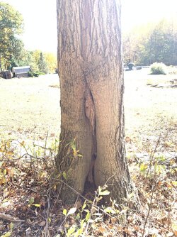 Need advice on felling the tree.