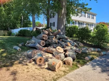 Drying oak rounds (12"-20" diameter)