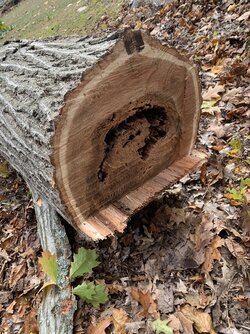 Need advice on felling the tree.