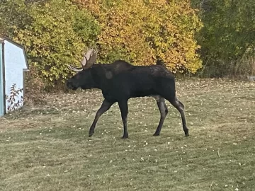[Hearth.com] Deer